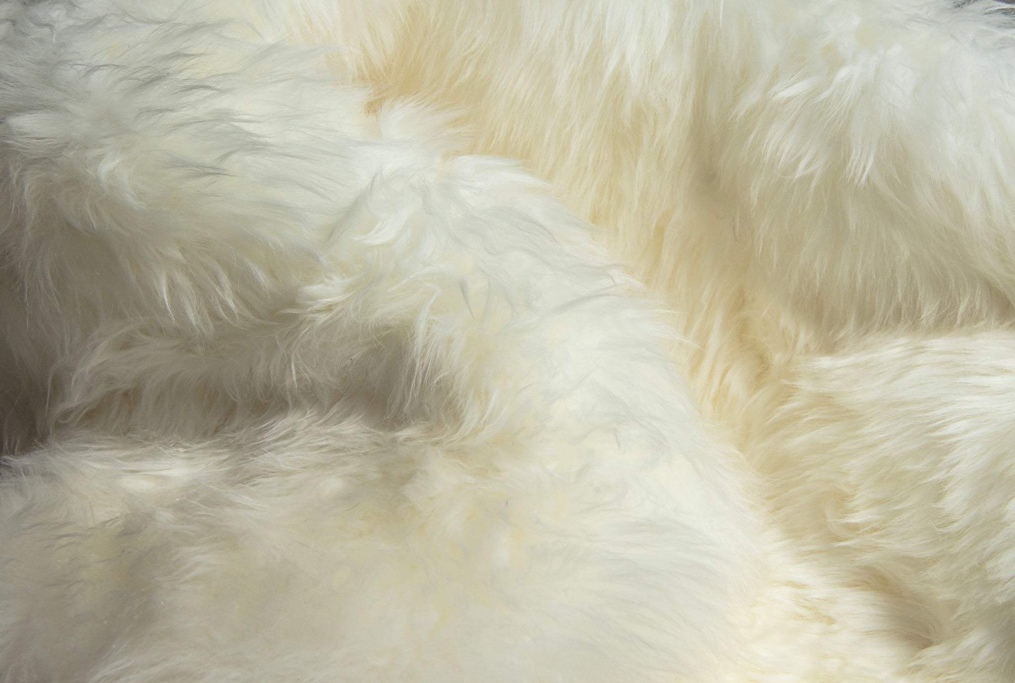 2' X 3' White Natural New Zealand Sheepskin Wool Area Rug - Image 4