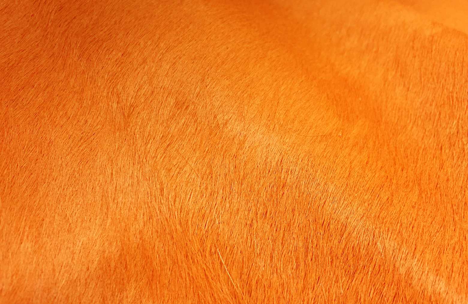 6 Ft Vibrant Orange Stenciled Cowhide Rug - Image 2