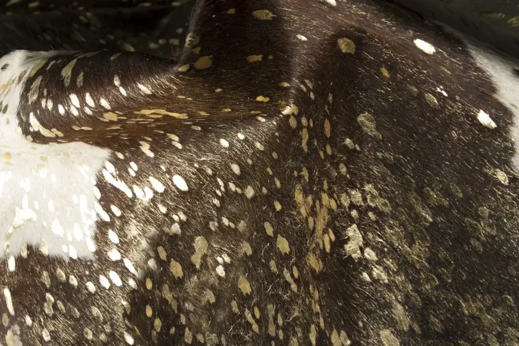 6' X 7' Dark Brown White And Gold Natural Cowhide Area Rug - Image 7