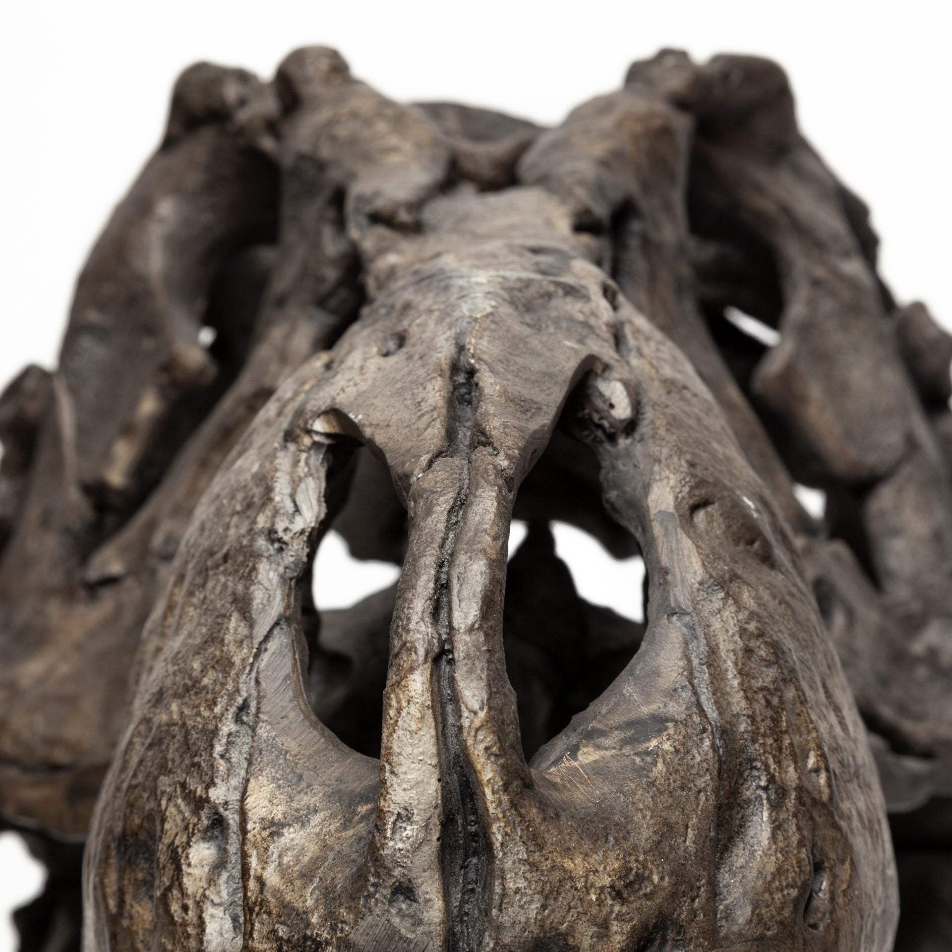 Authentic Replica T Rex Skull Sculpture - Image 9