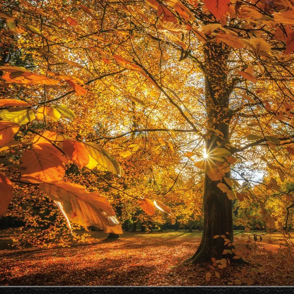 Autumn Leaves 4 Black Framed Print Wall Art - Image 2