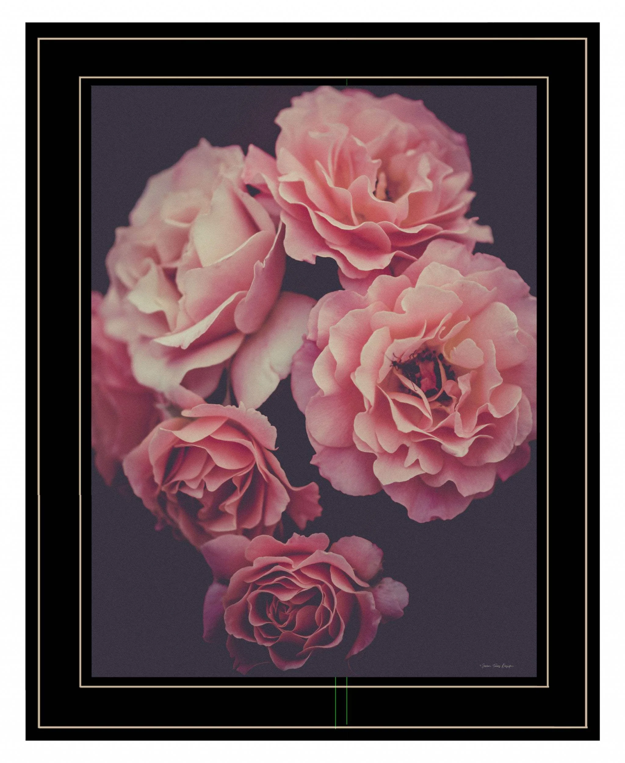 Dreamy Rose 2 Black Framed Print Wall Art - Image 2