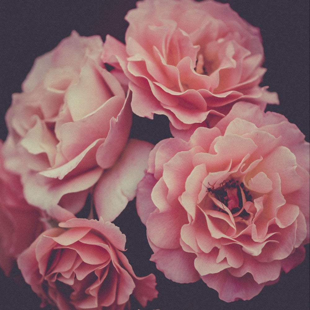Dreamy Rose 2 Black Framed Print Wall Art - Image 4