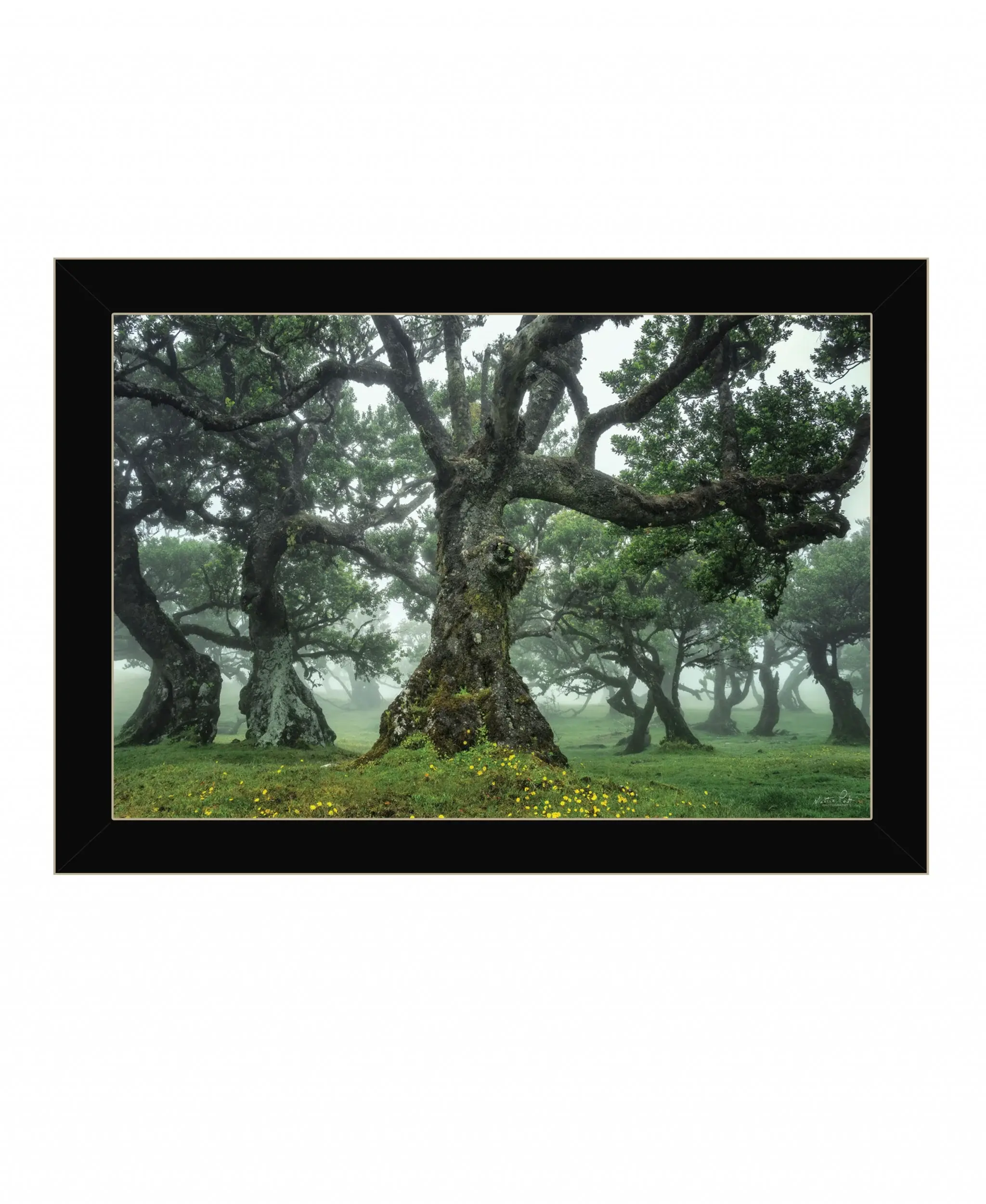 Enchanted Forest I 1 Black Framed Print Wall Art - Image 2