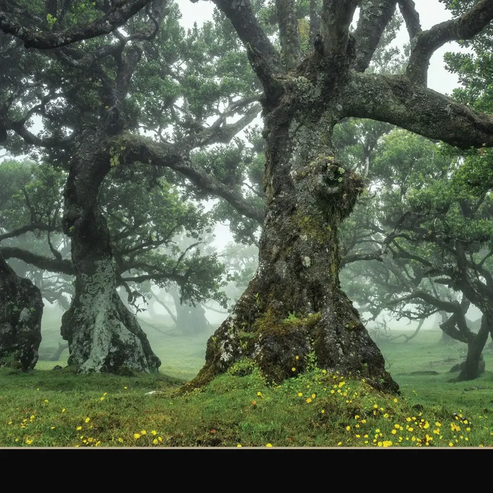 Enchanted Forest I 1 Black Framed Print Wall Art - Image 3