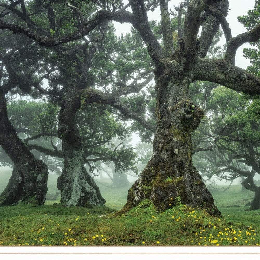 Enchanted Forest I 2 White Framed Print Wall Art - Image 4