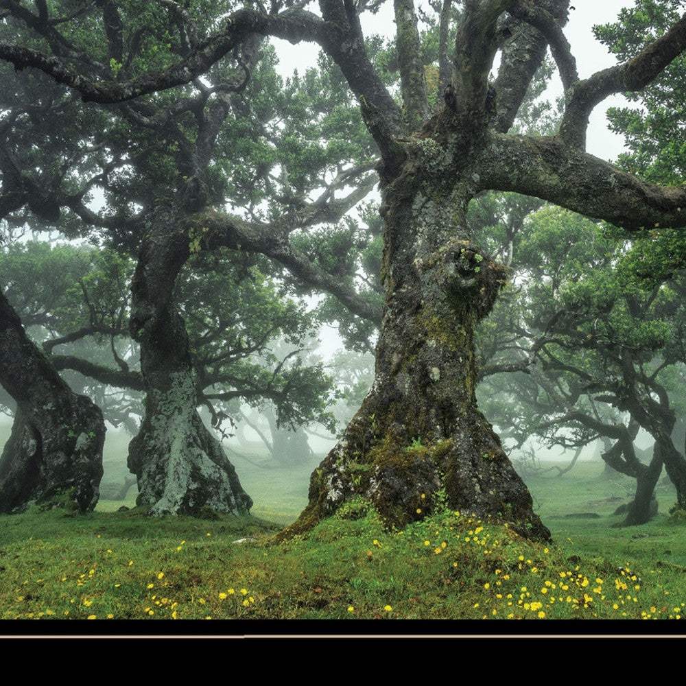 Enchanted Forest I 4 Black Framed Print Wall Art - Image 4