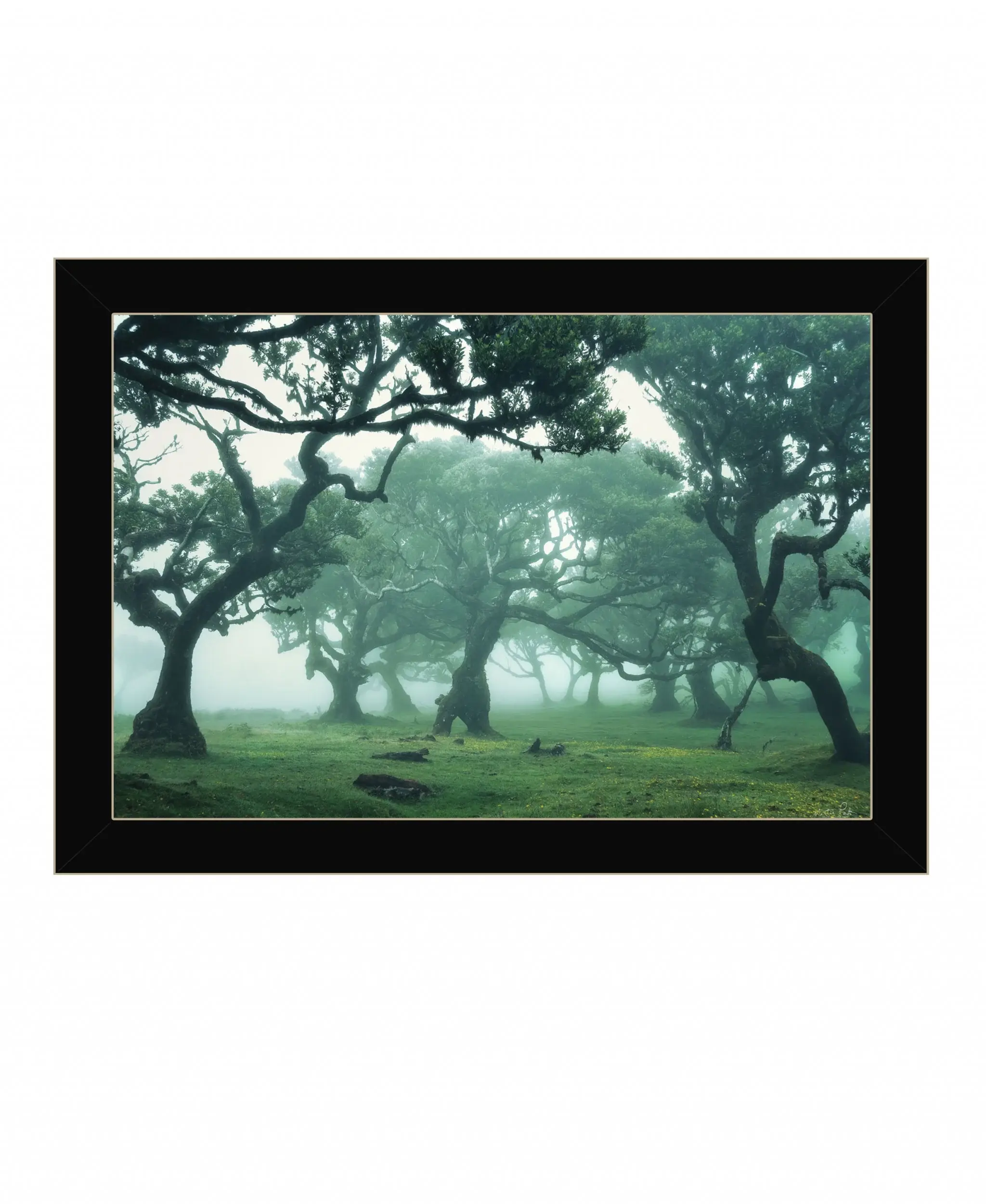 Enchanted Forest II 1 Black Framed Print Wall Art - Image 2