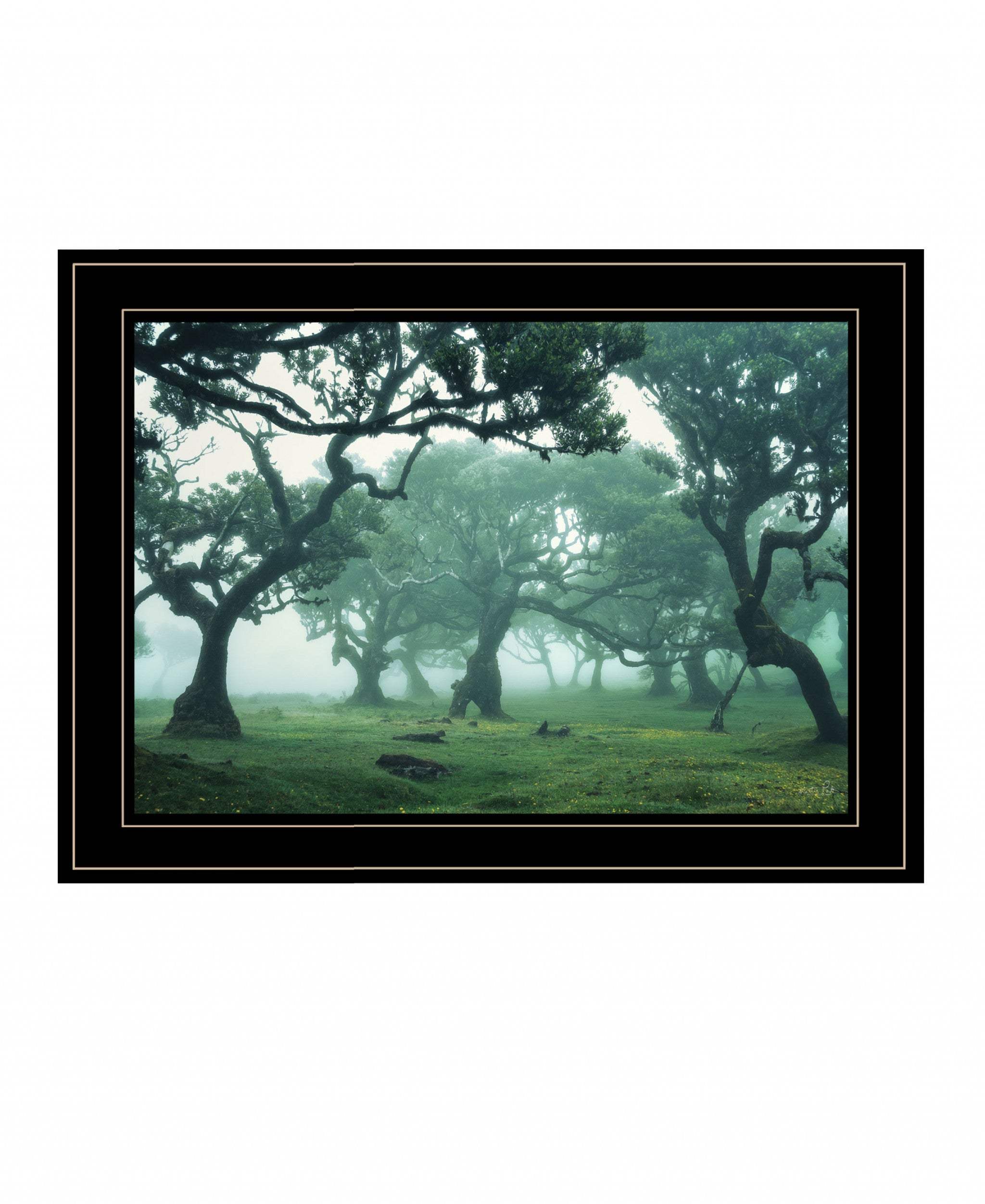 Enchanted Forest II 4 Black Framed Print Wall Art - Image 2