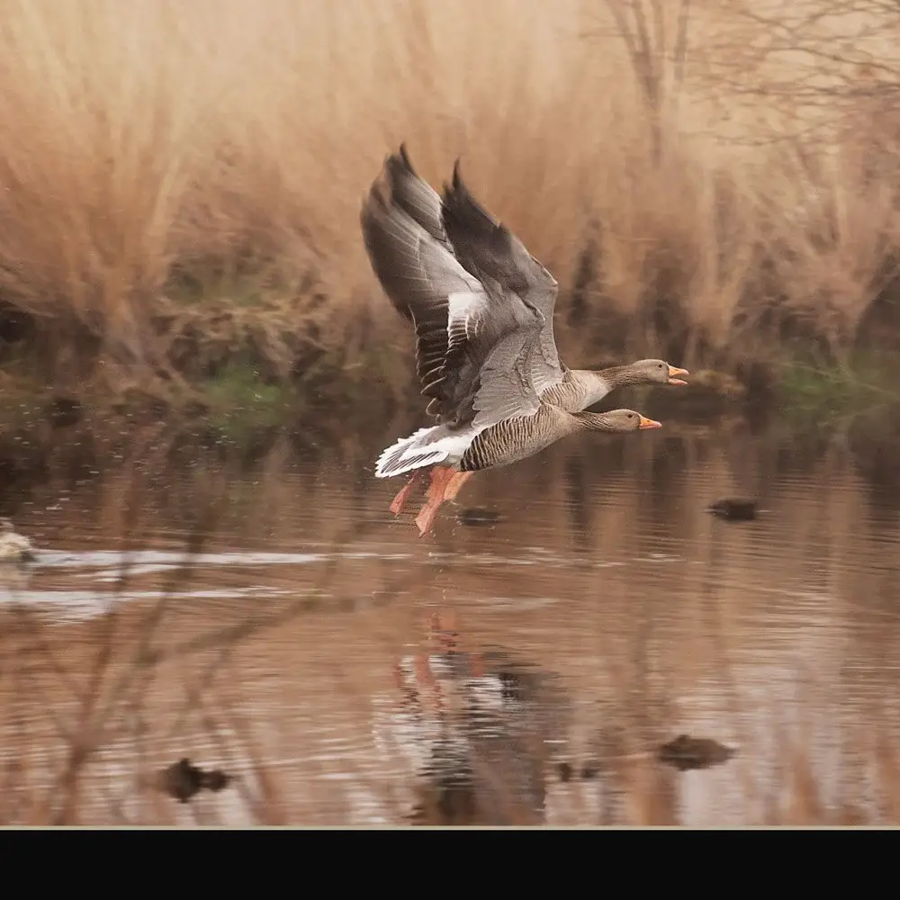 Fly Away 3 Black Framed Print Wall Art - Image 3